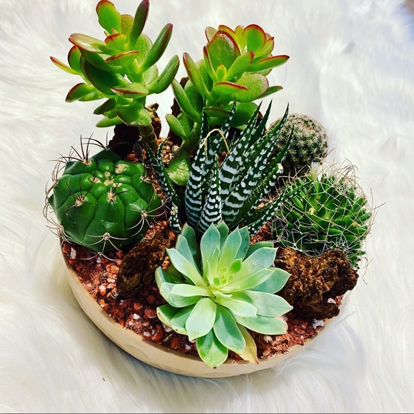 Meet your Posher, Amy - Picture 4 of 4